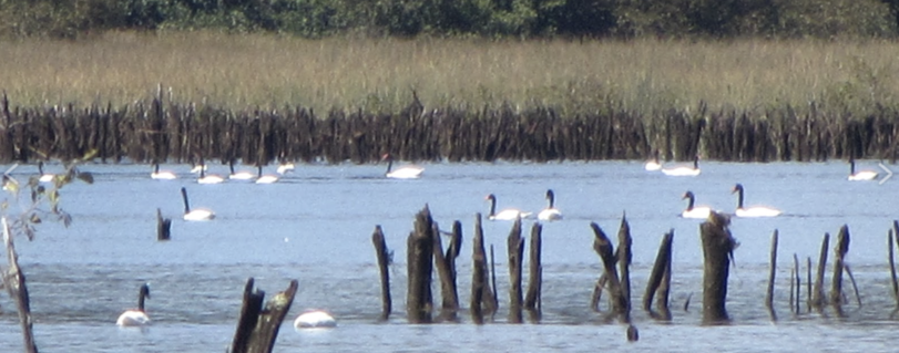 Felipe-Pavez-Facultad-Derecho-Universidad-Finis-Terrae-revista-Derecho Ambiental-Universidad-Chile-Humedales-jurisprudencia-Corte-Suprema-principal
