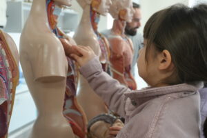 Alumna armando un modelo anatómico desmontable.